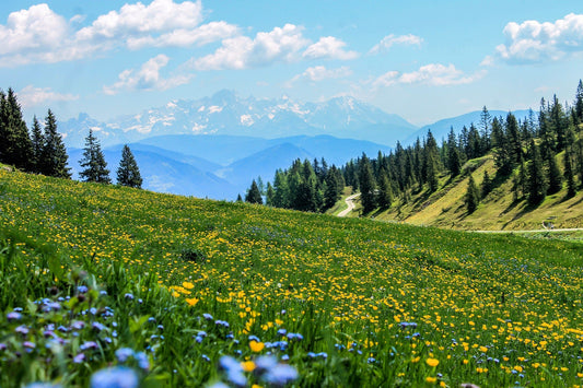 Flora Blossom Landschaft