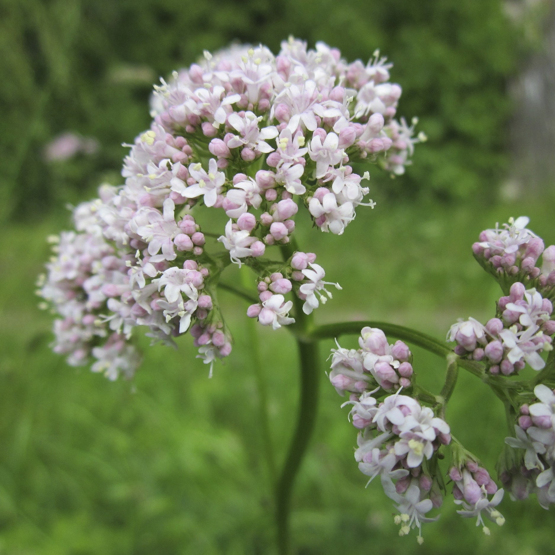 Baldrianwurzel von Flora Blossom Gewürze Kräuter im Online Shop kaufen