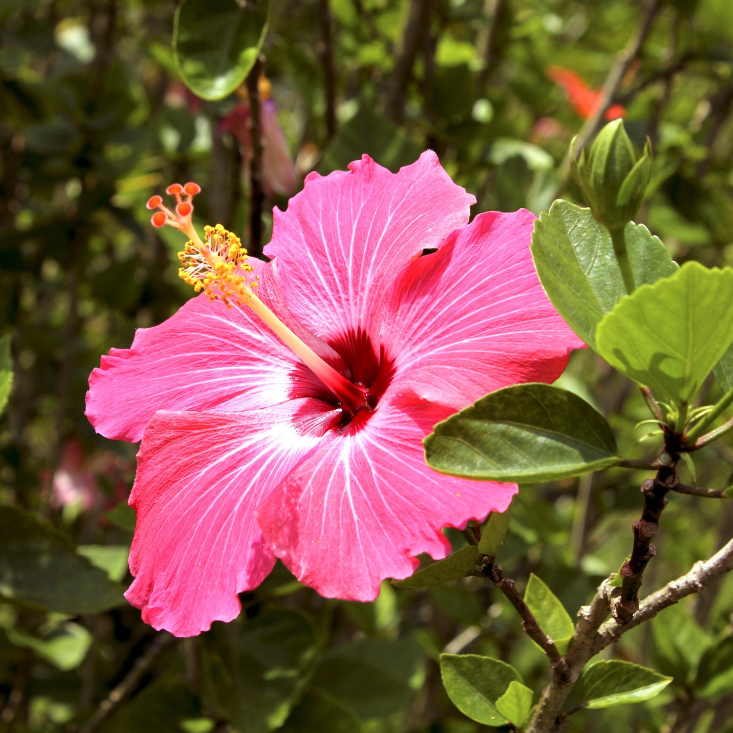 Hibiskusblüten - Flora Blossom