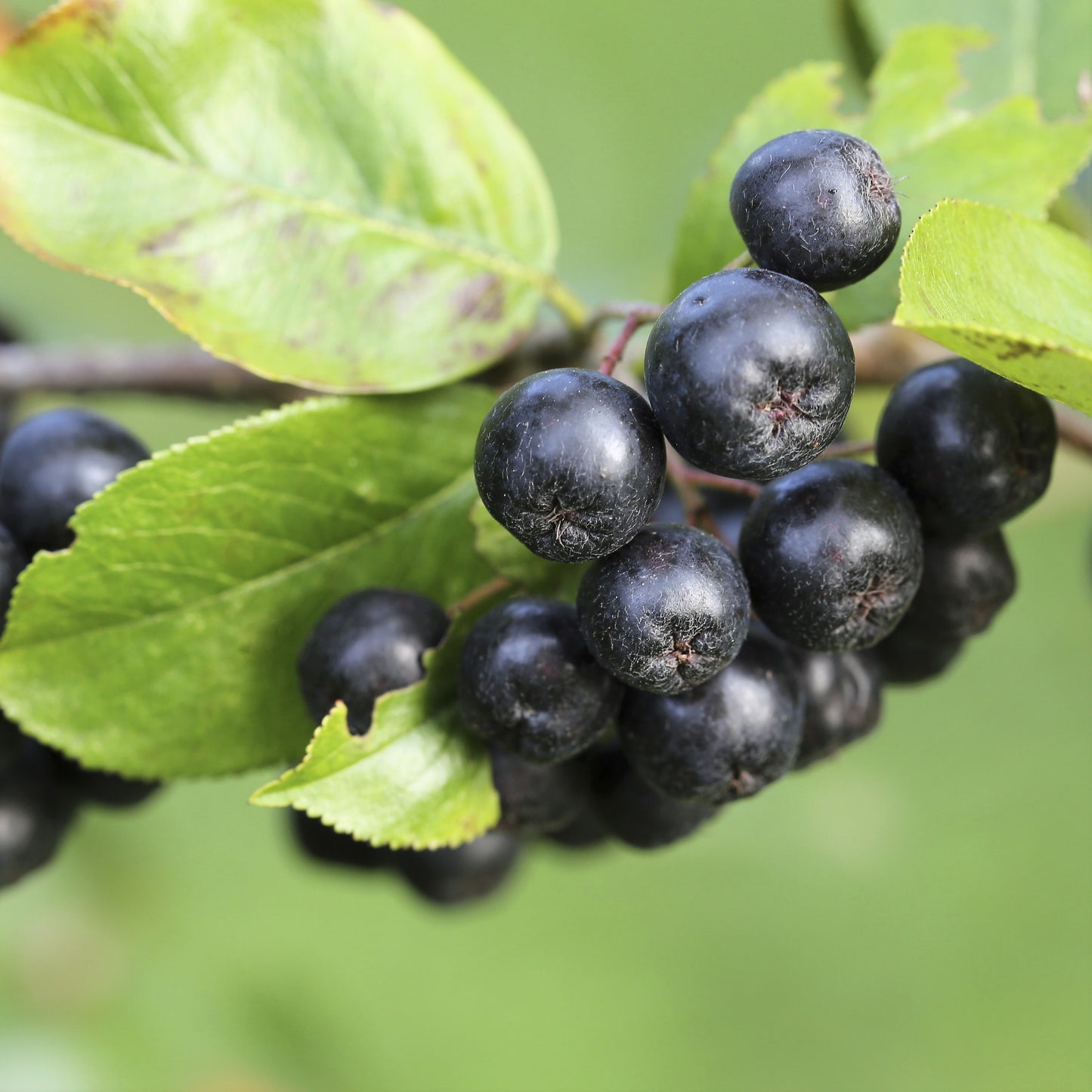 Aroniabeeren von Flora Blossom Gewürze Kräuter im Online Shop kaufen