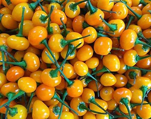 Aji Charapita Chili von Flora Blossom Gewürze Kräuter im Online Shop kaufen