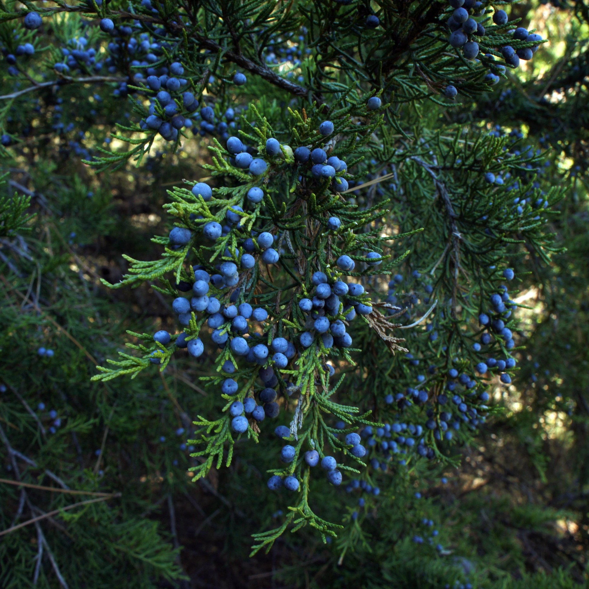 Wacholderbeeren - Flora Blossom